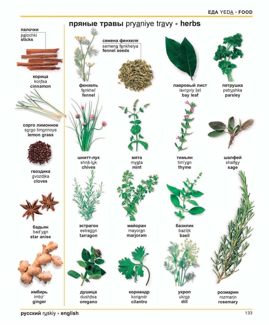 Разновидности пряных трав