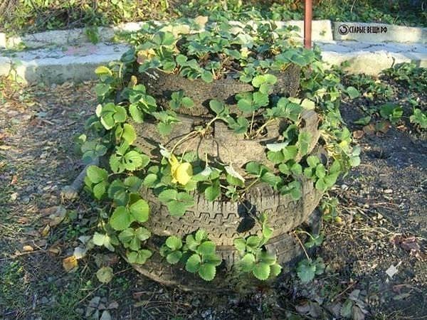 Выращивание клубники в шинах вертикально 60