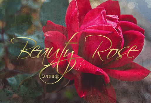 Розу спрашивали, кем ты столь прекрасная взращена? ...
И зачем шипами ранишь? ...
Так ответила она — редким, редкая цена, красота теряет силу ...
Если будет всем дана ... (© Шота Руставели) ...