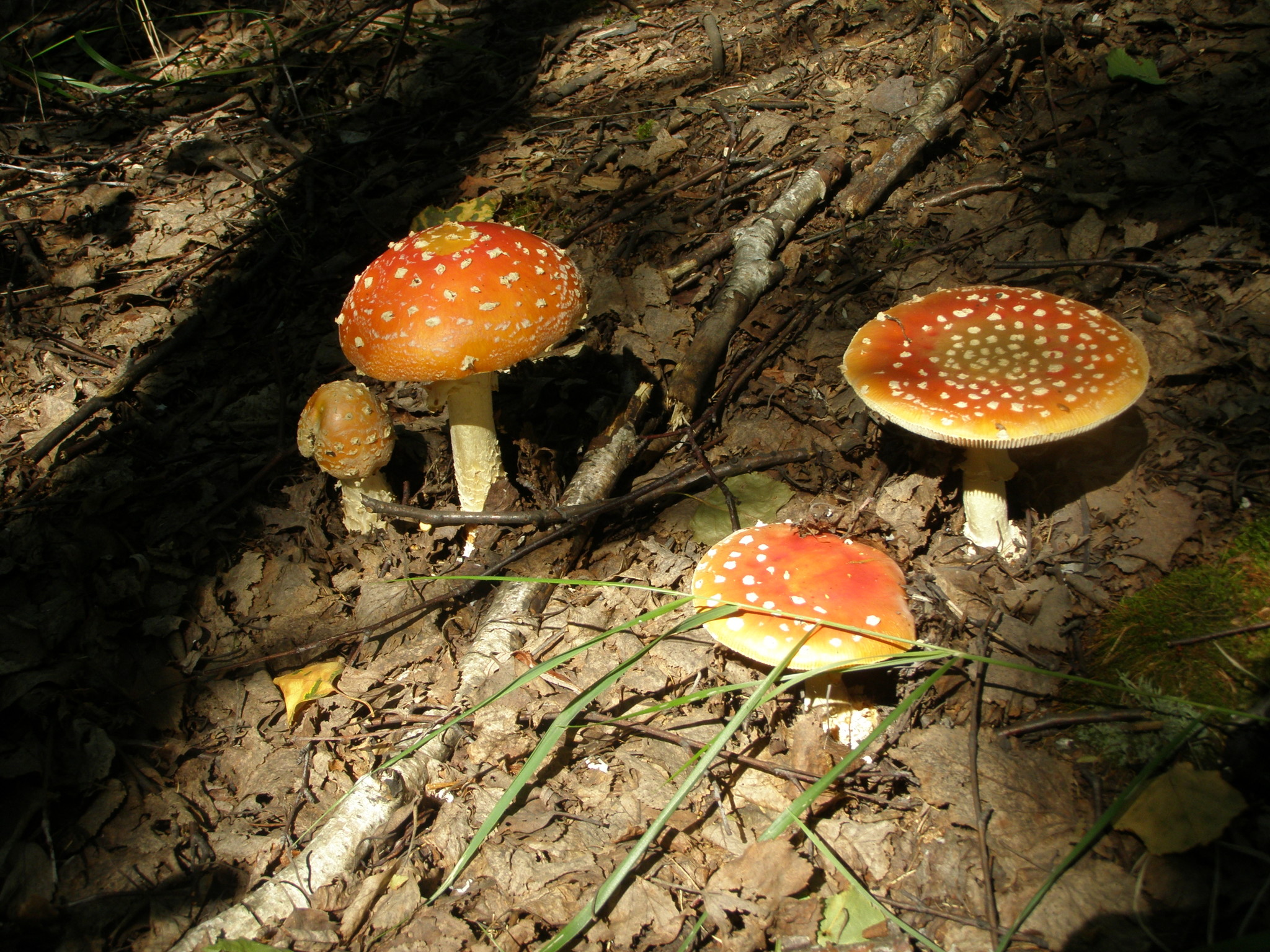 Несъедобные грибы Амурской области