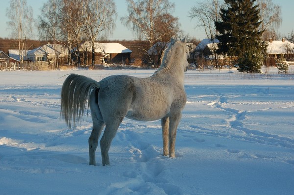 Сказка.	

#horse #лошадь #animal #лошадь #серая #кобыла #Сказка #верховая #езда #прогулки #верхом #сельский #деревенский #экологический #туризм #активный #семейный #отдых #Russia #Россия #Рязанская #область #Спасский #район #Окский #заповедник #село #Орехово #КТК #Верхом_по_Мещёре