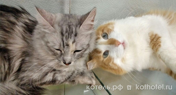В гостинице для кошек "КОТЕЛЬ" котики часто заводят себе друзей!
http://kothotel.ru/

(!) Между номерами (вольерами) стеклянная перегородка

#КотельClub #Снежка #Василий #друзья #дружба #котики #кошки #cat #cats #cathotel #кошкифото #котикифото #гостиницадлякошек #гостиницадлякотов #гостиницадлякошекvip #котель.рф #котель #кошкитакиекошки #кошкиправятмиром #котикиправятмиром #путешествия #путешествие #путешествуя #путешественники #путешествовать #путешествуем #путешествуяпомиру