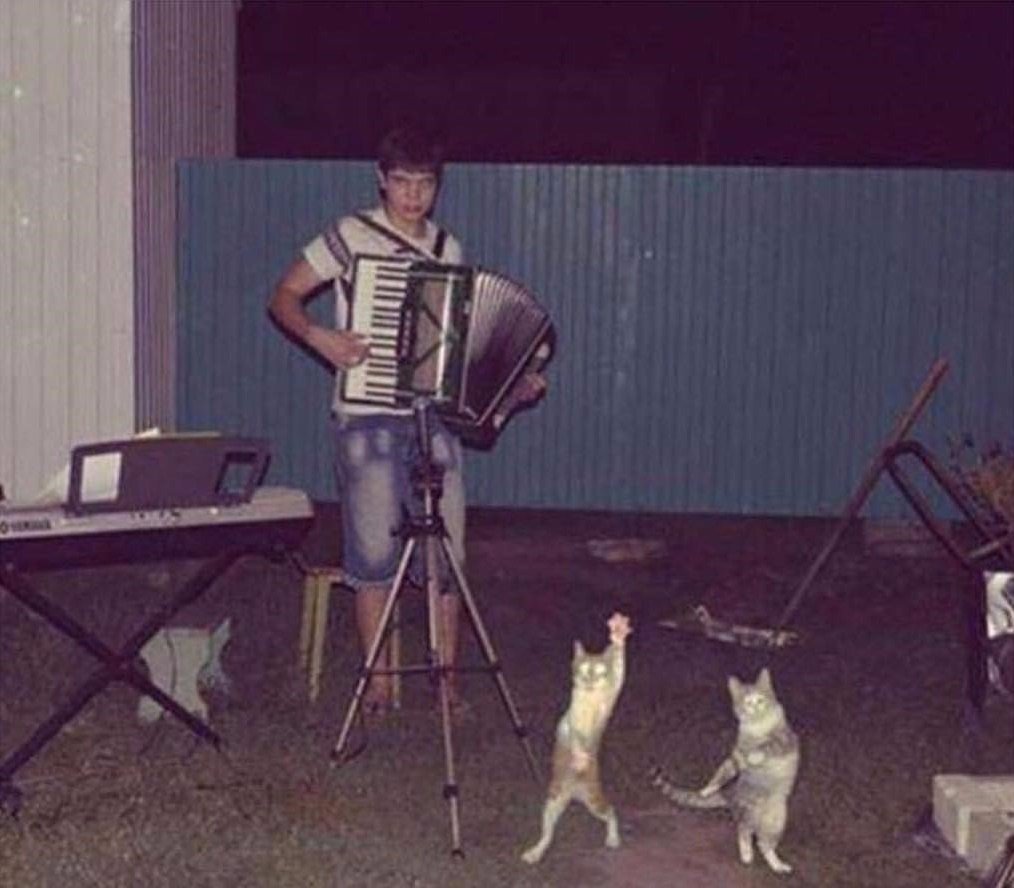 Кот на дискотеке