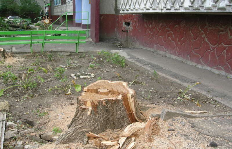спилить дерево возле многоквартирного дома