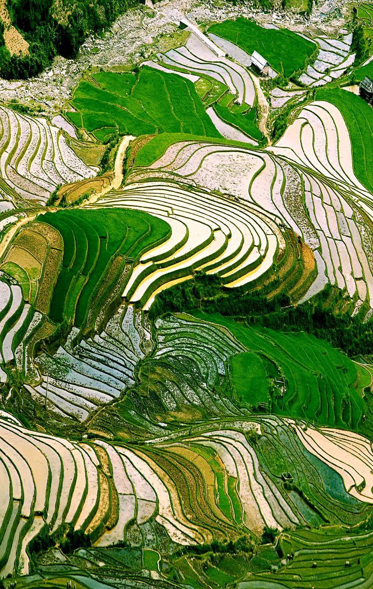 рисовые поля во вьетнаме