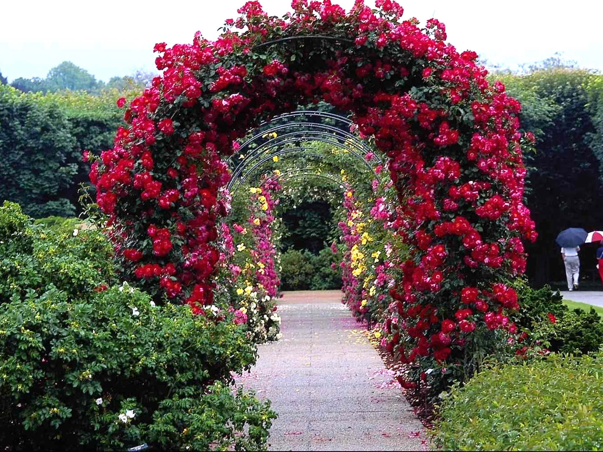 Арка под цветы. Розы плетистые Розен Гарден. Плетистые розы Берсо.