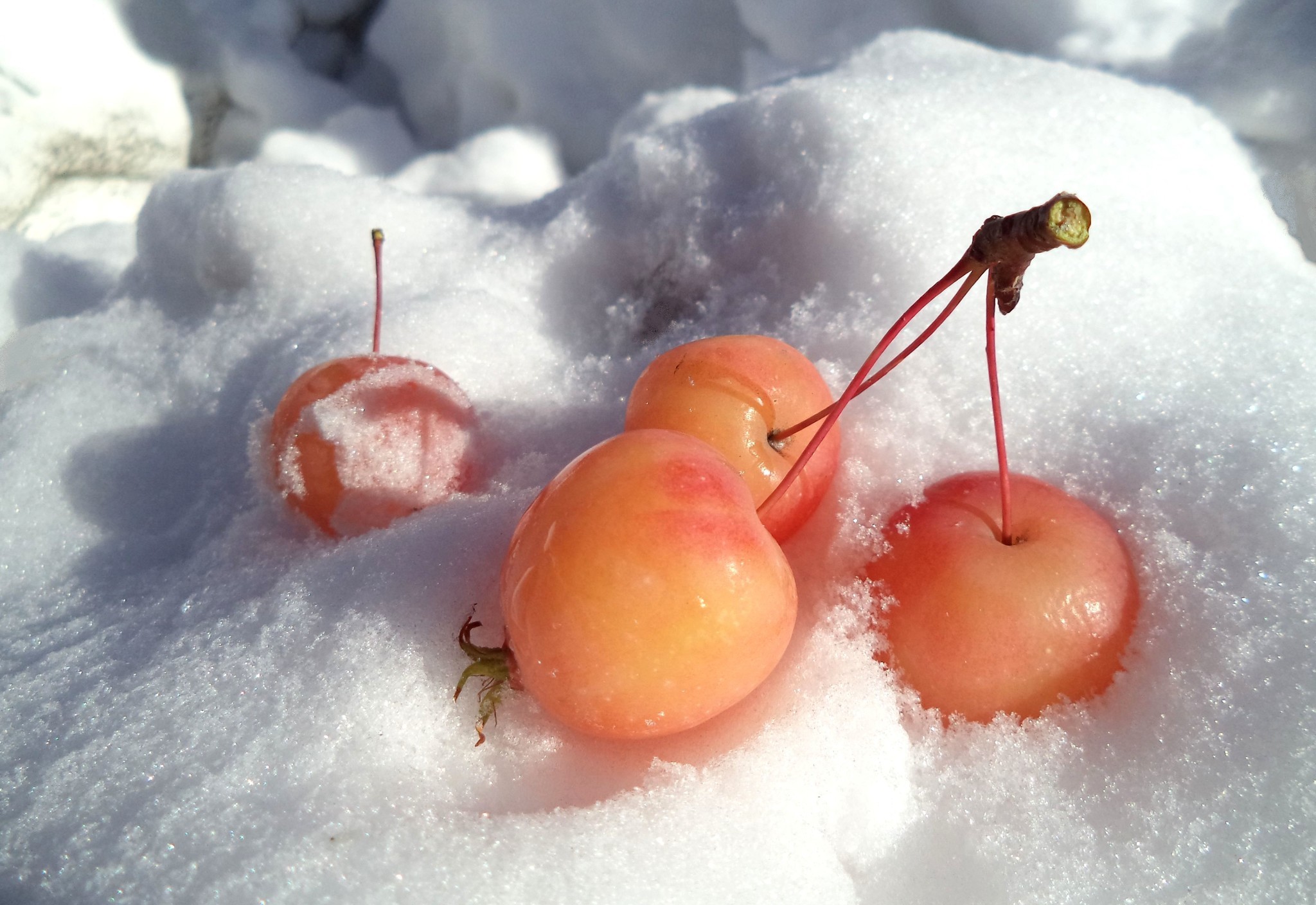 Яблоки на снегу фото