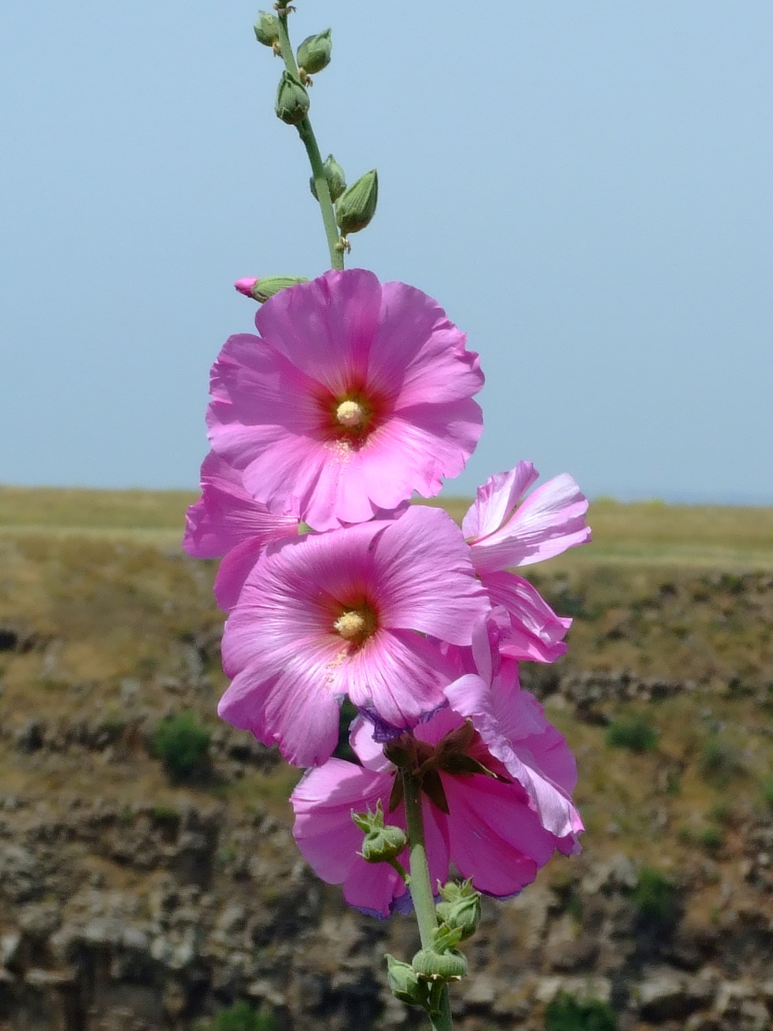 Мальва корень фото