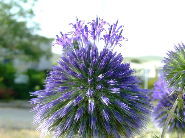 Мордовник шароголовый 
Echinops adenocaulos 
Ссемейство: Астровые / Сложноцветные 
(Asteraceae / Compositae)

Название:  происходит от греческих слов «echinos» - еж и «opsis» - похожий, по колючим листочкам обертки соцветий. 

