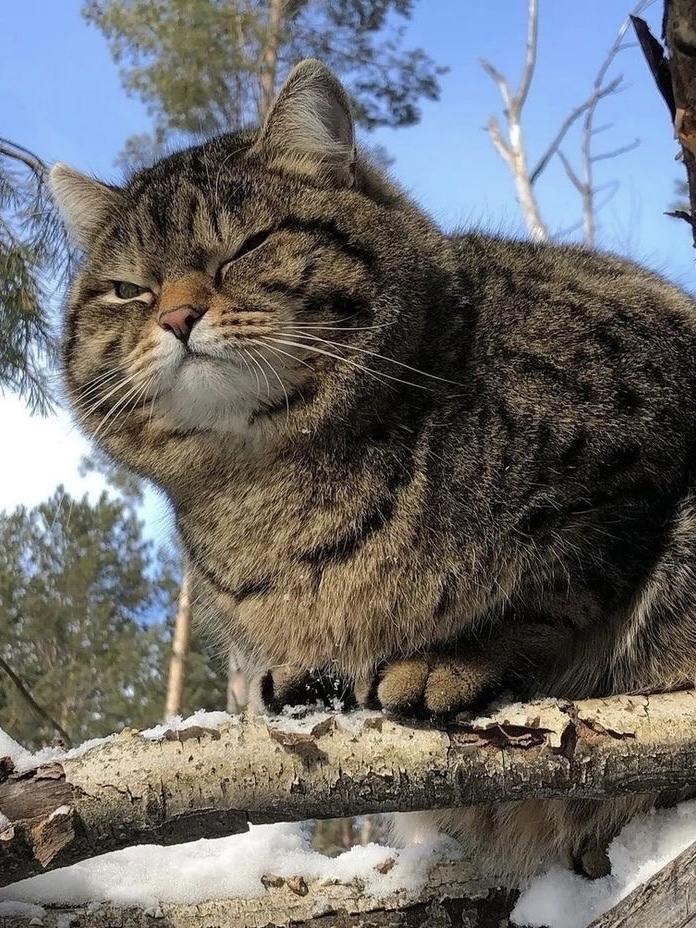 Мартовский кот
