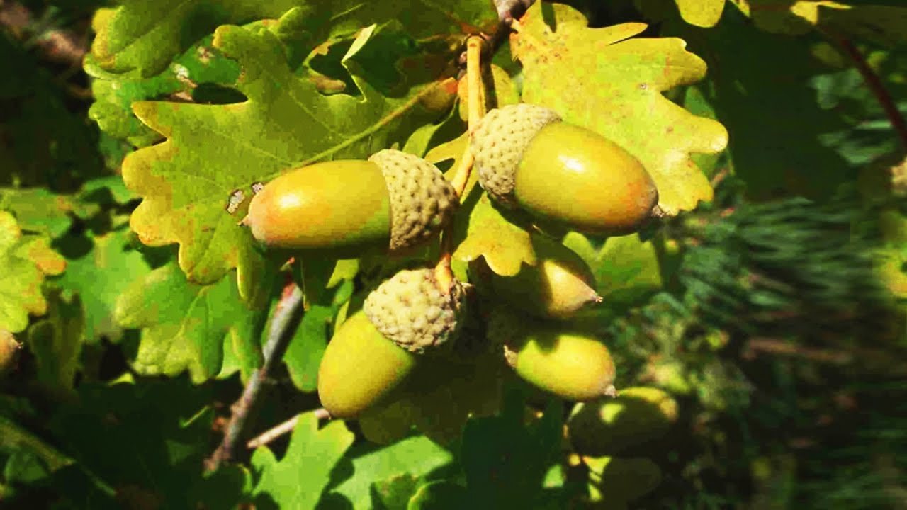 Лечебный дуб. Дуб черешчатый (обыкновенный). Дуб обыкновенный (Quercus Robur). Дуб черешчатый желуди. Дуб черешчатый плод.